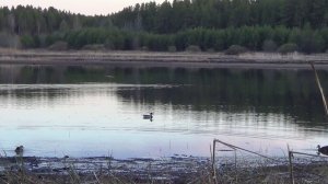 ВЕСЕННЯЯ ОХОТА НА СЕЛЕЗНЯ С ПОДСАДНОЙ. / 07.05.2026год.