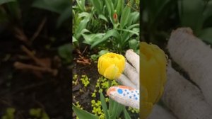 Не много новостей с Орловских полей 🤗😂 Кормим цветник!
