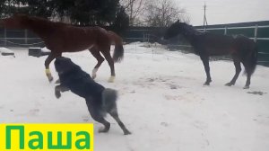 Лучшие друзья ссорятся