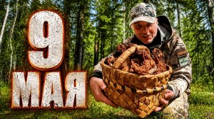 Грибник зашел в ЕЛКИ 9 мая и ОБАЛДЕЛ! Один в лесу такого не ожидал! Грибы и Лес Карелия