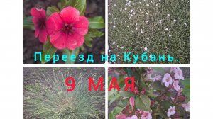 09-05-26/ С Праздником💥/ Обработка сада/ Томаты в грунт/ Запеканка/ Живём и работаем на Кубани/