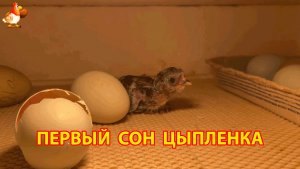 Цыплёнок только что вылупился и уже засыпает от усталости