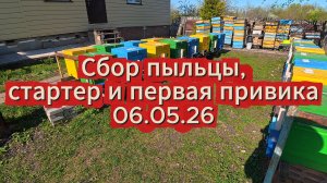 Сбор пыльцы, стартер и первая привика 06.05.26