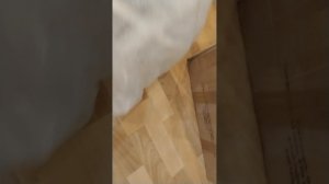807.mp4