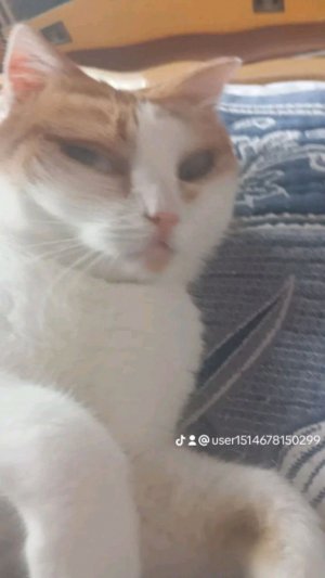 влог
