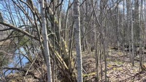 Погода меняется на глазах, Весна 9 мая Праздник Победы