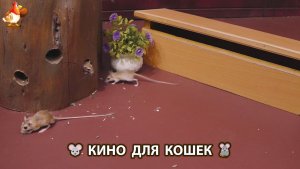 Видео для кошек про крысок развлекать питомцев 🐭🐀😂 (524)