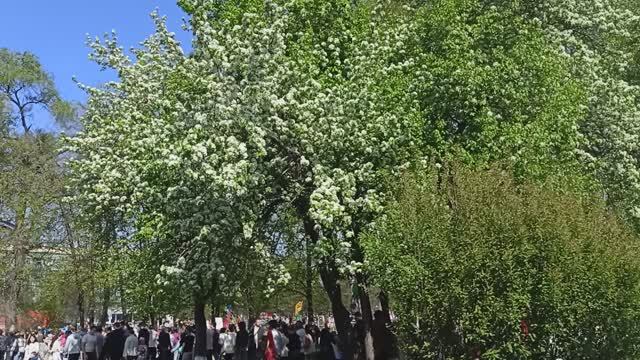 9 МАЯ ЦВЕТЁТ ЯБЛОНЬКА