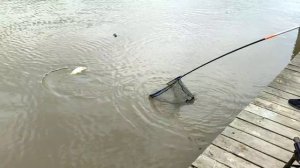поимка карпа, основной водоём