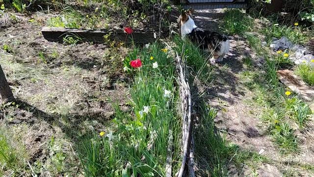 Майские на даче. день 1. анонс