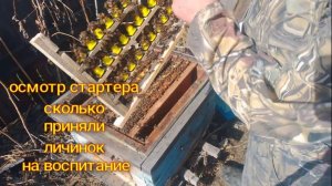 сколько стартёр принял личинок на воспитание