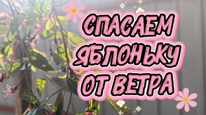 Как защитить молодое дерево от ветра✅