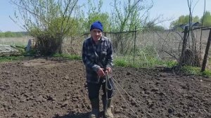 Посадили картошку деду Матвею