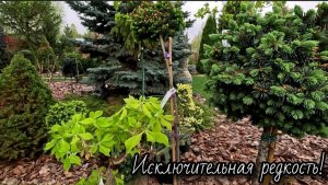 Исключительно РЕДКИЕ растения🌲🌳 Обзор НОВИНОК! 09.05.26🎗️ #сад #обзор #garden #новинки
