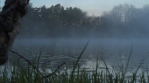 Тяжёлый день: пощечина от бобра, ругань от косули...