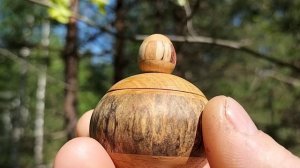 Шкатулка в майском лесу на сгоревшей сосне