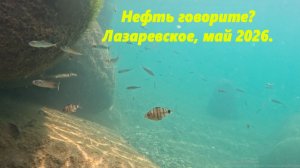 Нефть говорите?? Лазаревское, май 2026.