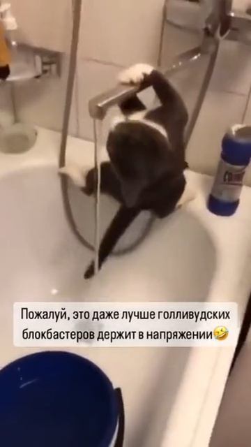 Кот боец беркута
