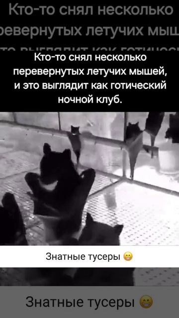 летучие мыши