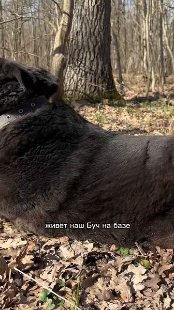 Что с Бучем?