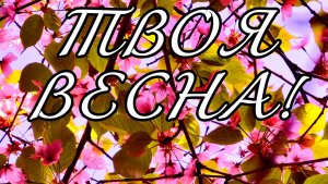 КОГДА 🌸САКУРА ЦВЕТЁТ - ВСЕМ ДЕВЧОНКАМ НРАВИТСЯ!) МОСКВА. БИРЮЛЁВСКИЙ ДЕНДРОПАРК. МАЙ 2026.