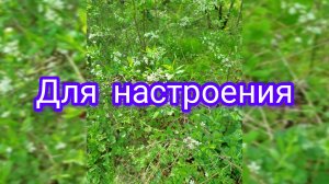 Рассказ «Лебедянь» не полностью