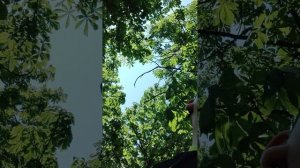 мы нашли что-то связанное с тун тун саурам (4часть) Миша и майнкрафт