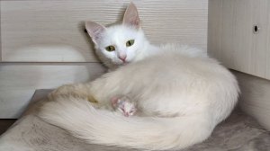 Новорожденный котенок Микки зовет свою маму-кошку. Мама-кошка обнимает своего котенка.