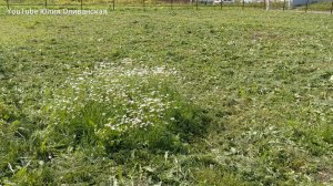 Архив 🤗  Купили участок. Уже вырисовывается красивый участок. Продолжаем трудиться