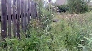 1998 год. Тюменский район. Загаженное озеро у СО Рассвет. Корреспондент Павел Головин