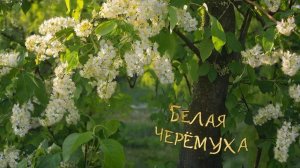 Белая черёмуха 2 сл. Якушев Н. В. Муз. Suno. Фото Giga Chat. Max.