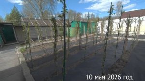 7 соток. Чем подкормила клубнику. Хроника 10 мая 2026 год.