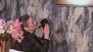 Щенки Баварской гончей в Ярославле +79201404536 Заводчик Татьяна Ваганова