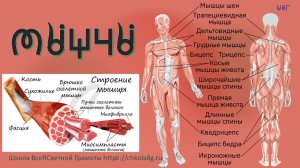 Мышцы. Этимология. ВсеЯСветная Грамота