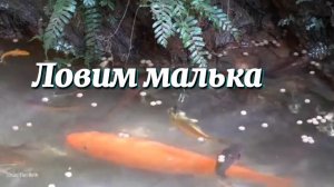 Ловим мальков в больших прудах и везём домой,чтобы вырастить.