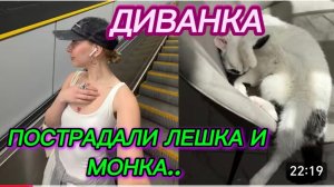 САМВЕЛ АДАМЯН, МИСС ВОНГ, ПОСТРАДАЛИ ЛИ ЛЕШКА И КОШКА..