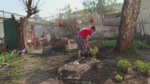 ПОЛ ДНЯ НЕ РАЗГИБАЯ СПИНЫ , РАБОТА В ОГОРОДЕ