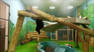 Непоседа малайская медведица Миша 04.05.2026