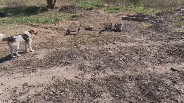 Сад с камнями.