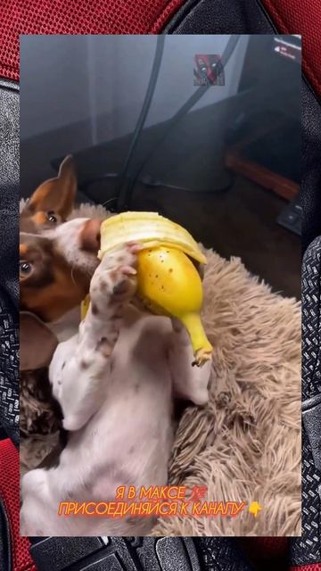 Подождите, не бегите 😎🫶😼