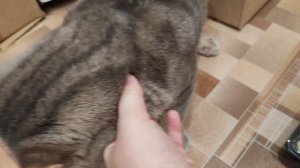 счастливый кот в деревне