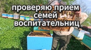 проверяю прием маточников семьями воспитательницами и не только #пчеловодство #топ