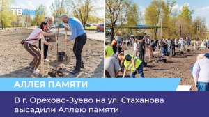 В г. Орехово-Зуево на ул. Стаханова высадили Аллею памяти