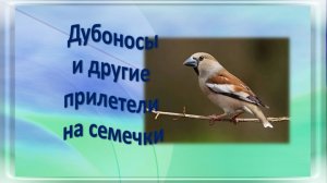 Дубоносы и другие прилетели на семечки