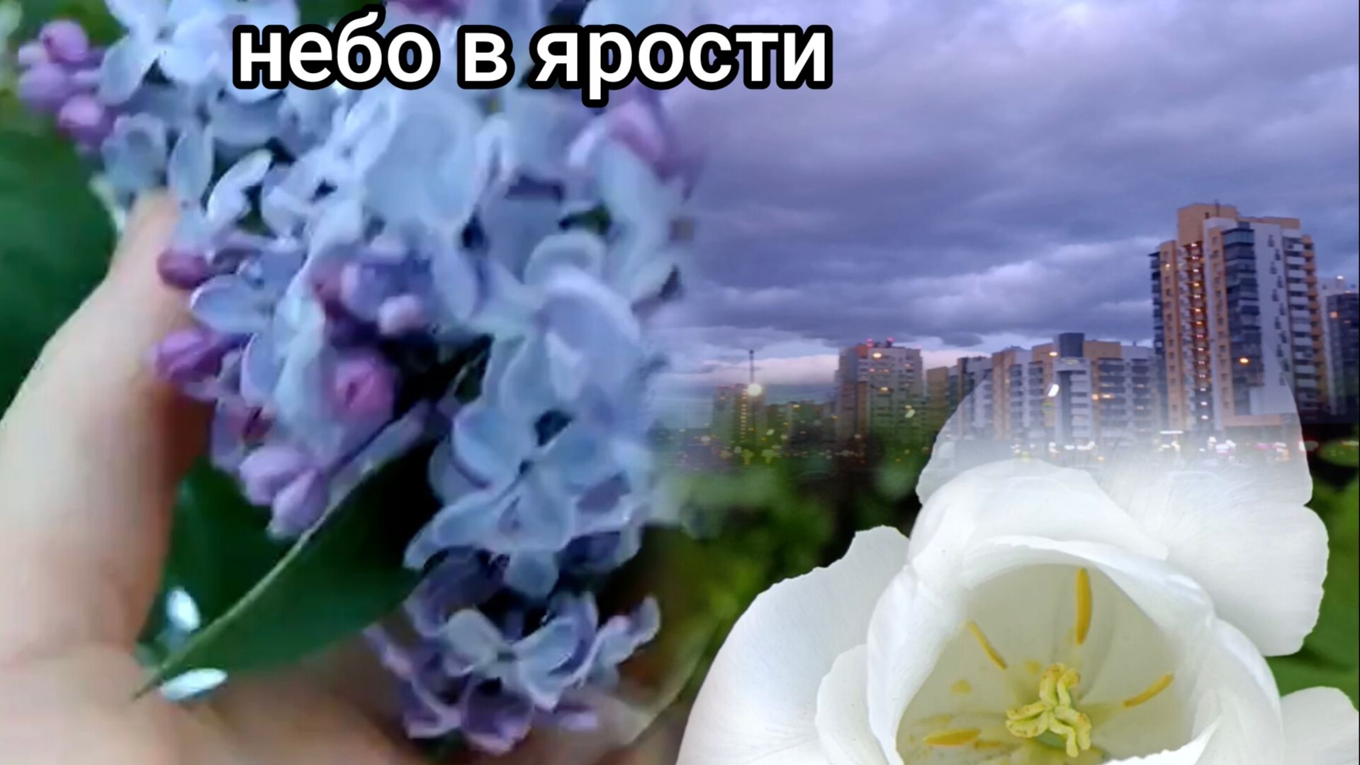 Бушует небо ,  ветер сошёл с ума, сирень цветёт, закат сводит с ума