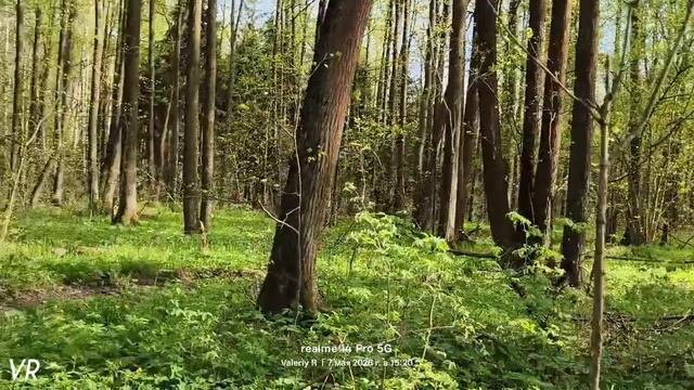 Прогулка в лесопарке #76 🌳🌲☀️🌳🌲 07.05.2026