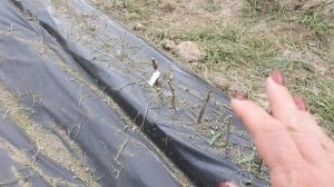 Высаживаем Виноградную школку,открываем укрытия