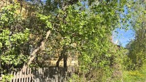Тонкий аромат цветения. Нижний Новгород.