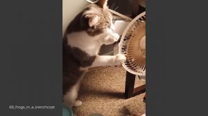 New Funny Cats Videos To Lift Your Spirits! 🐈 You'll Laugh! 😸𝐅𝐮𝐧𝐧𝐢𝐞𝐬𝐭 𝐃𝐨𝐠𝐬 𝐚𝐧𝐝 𝐂𝐚