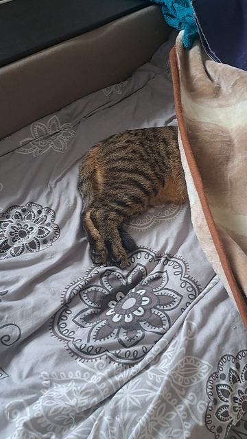 Коты приколисты #коты #приколыскотами смотреть онлайн